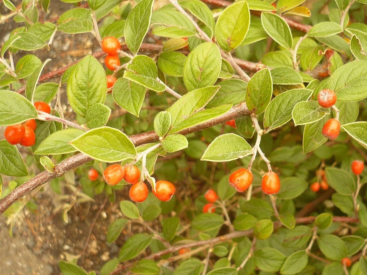 Cotoneaster franchetii (Rosaceae)